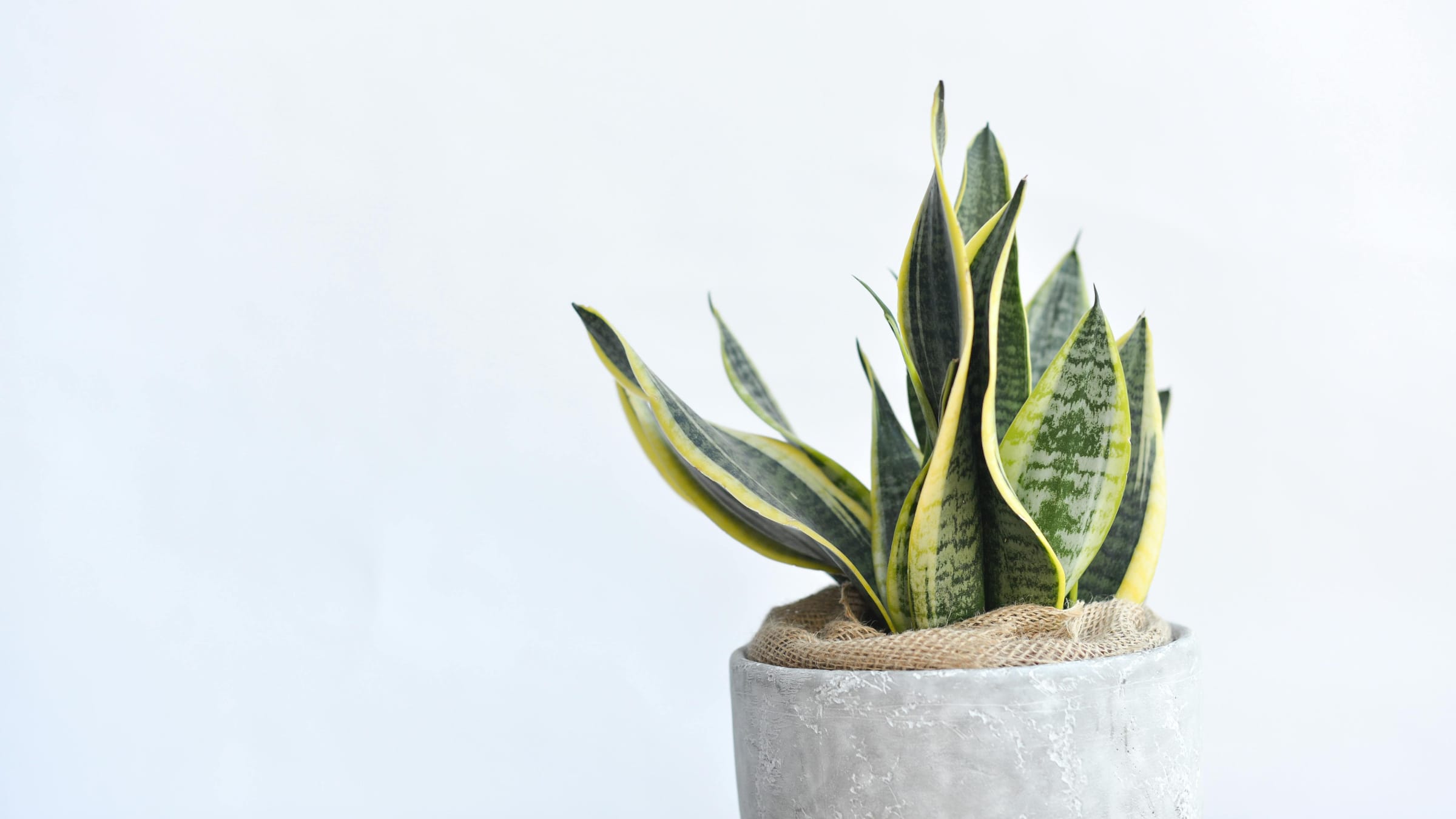 Sanseviera (Dracaena trifasciata)