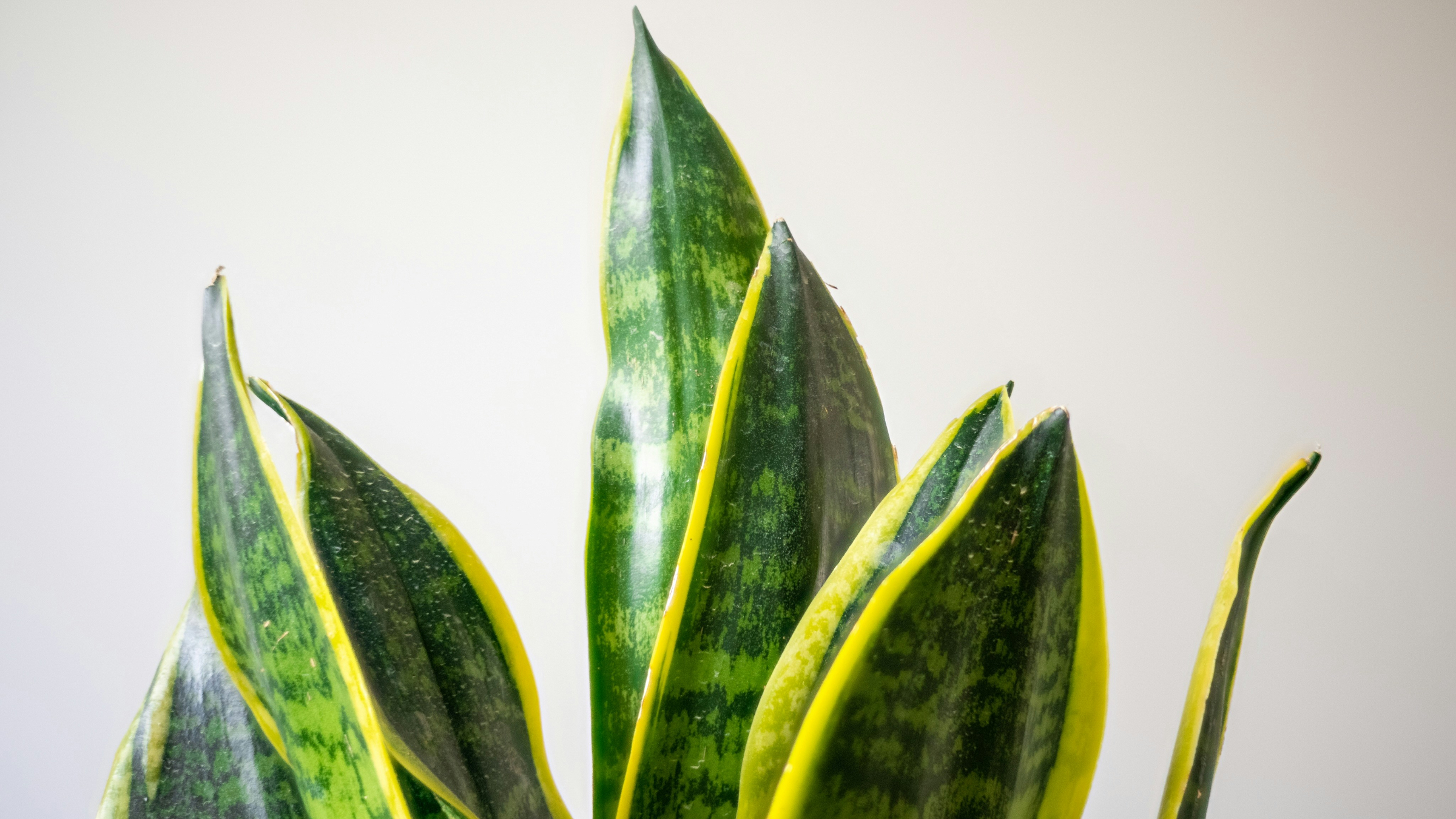 sansevieria trifasciata 01