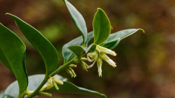 Cómo cuidar la sarcococa (Sarcococca confusa)