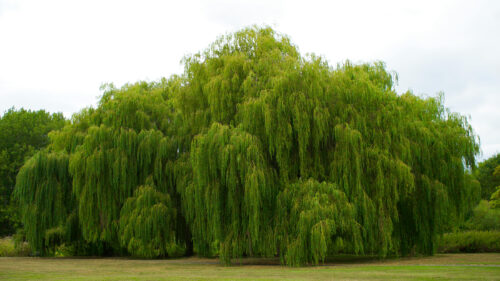 Cómo cuidar el sauce llorón (Salix babylonica)