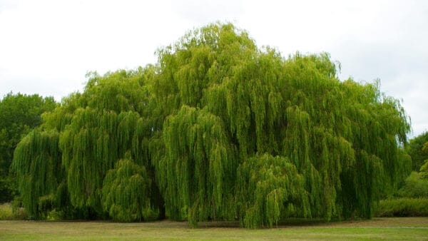 Cómo cuidar el sauce llorón (Salix babylonica)