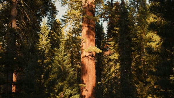 Cómo cuidar la secuoya gigante (Sequoiadendron giganteum)
