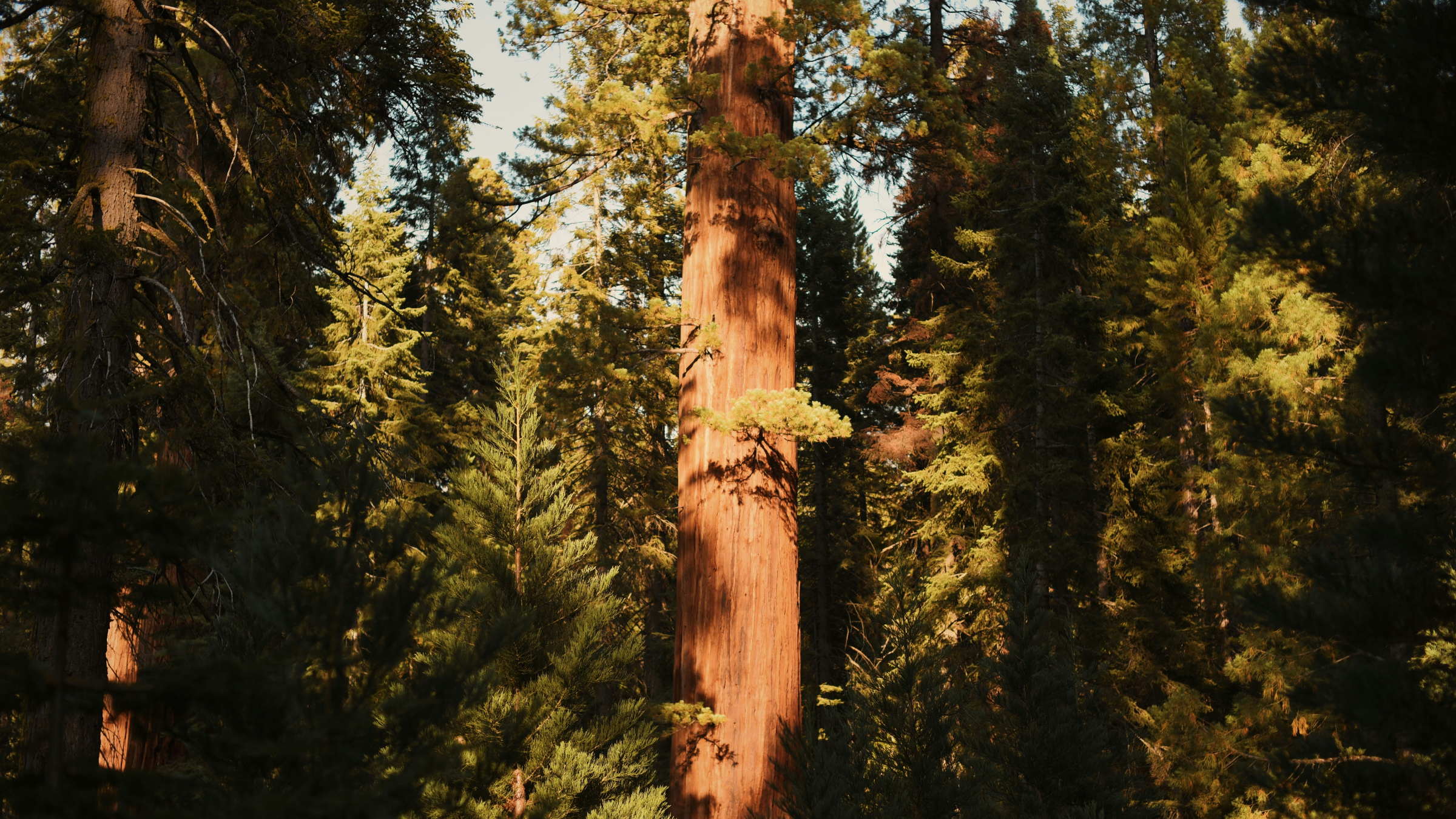 Secuoya gigante (Sequoiadendron giganteum)