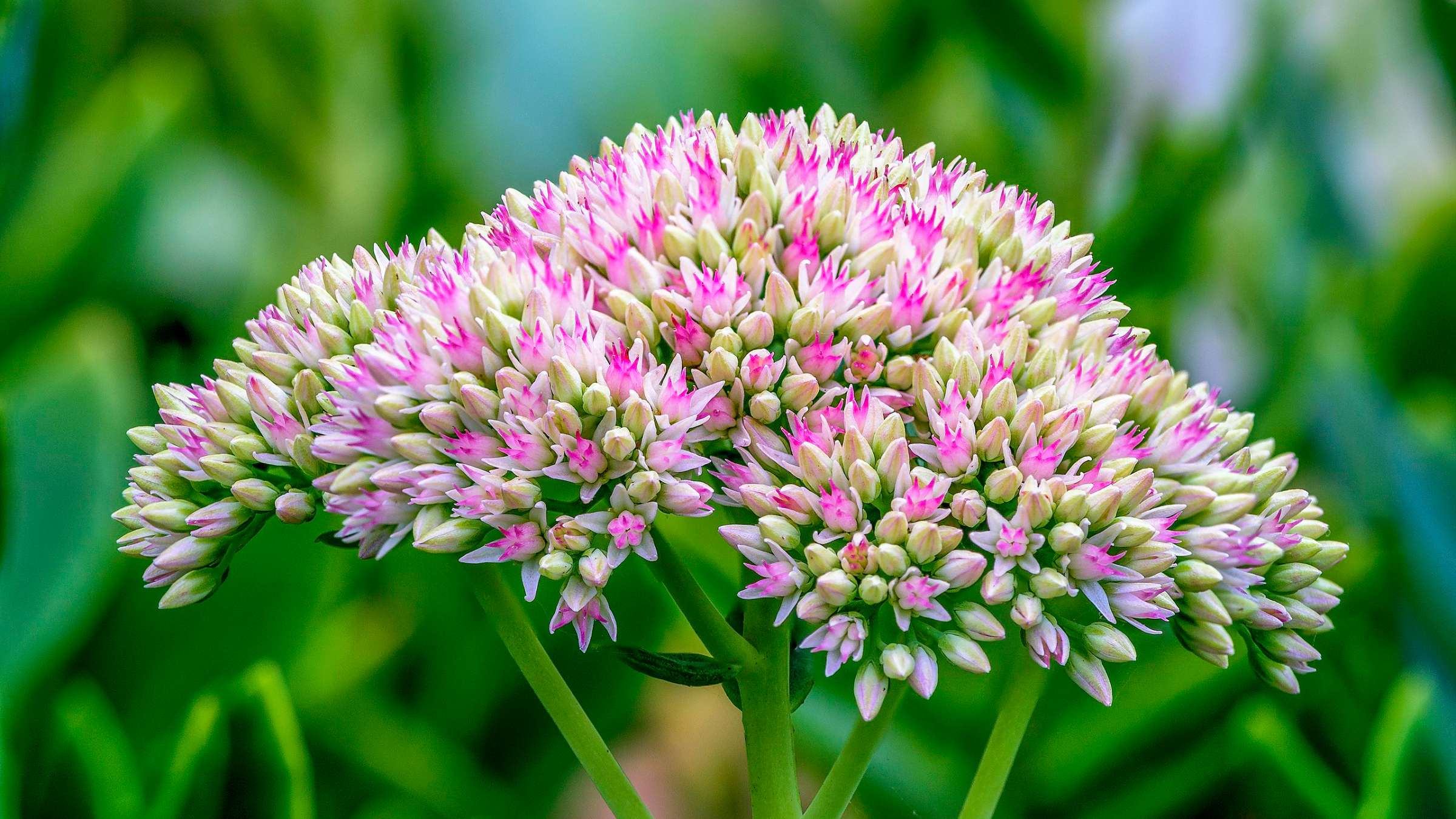 Sedum de otoño (Hylotelephium spectabile)
