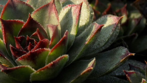 Cómo cuidar la siempreviva mayor (Sempervivum tectorum)