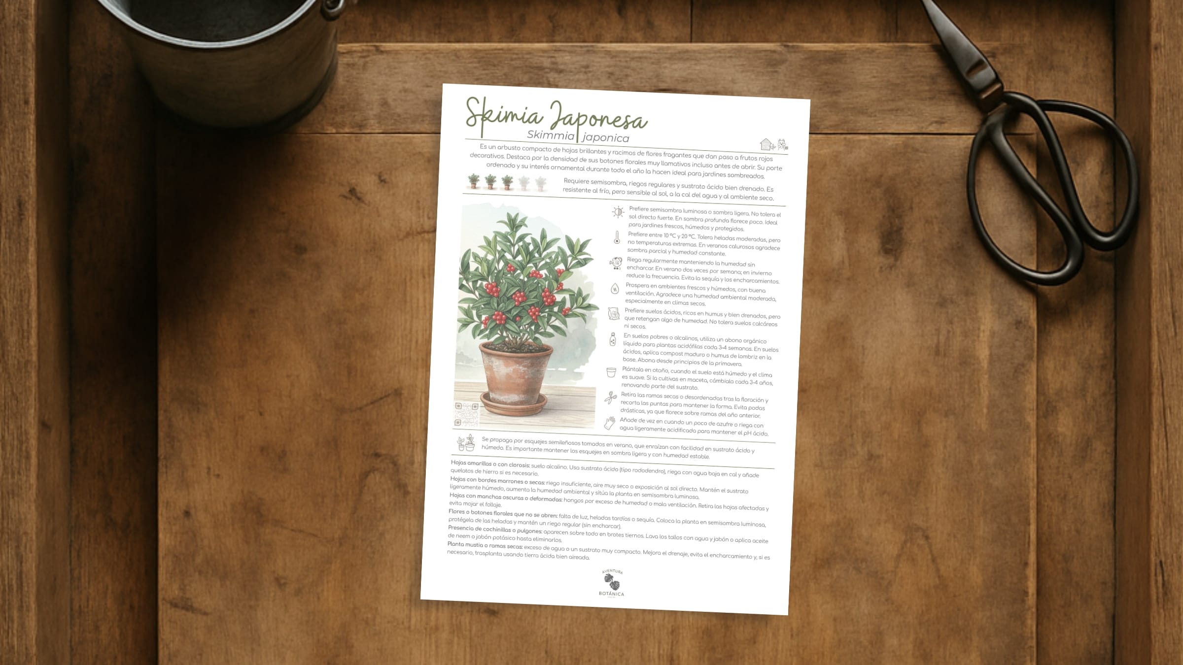Skimia japonesa (ficha de Skimmia japonica)