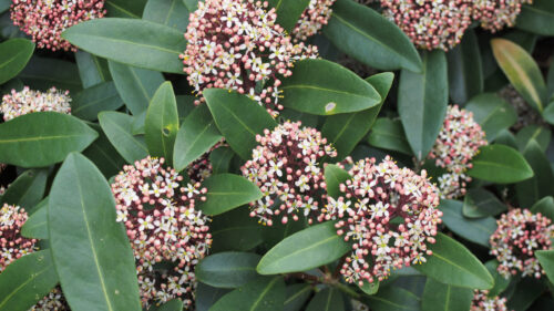 Cómo cuidar la skimia japonesa (Skimmia japonica)
