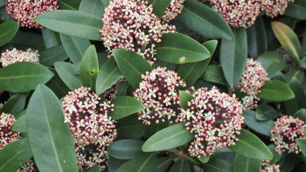 Cómo cuidar la skimia japonesa (Skimmia japonica)