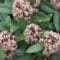 Cómo cuidar la skimia japonesa (Skimmia japonica)