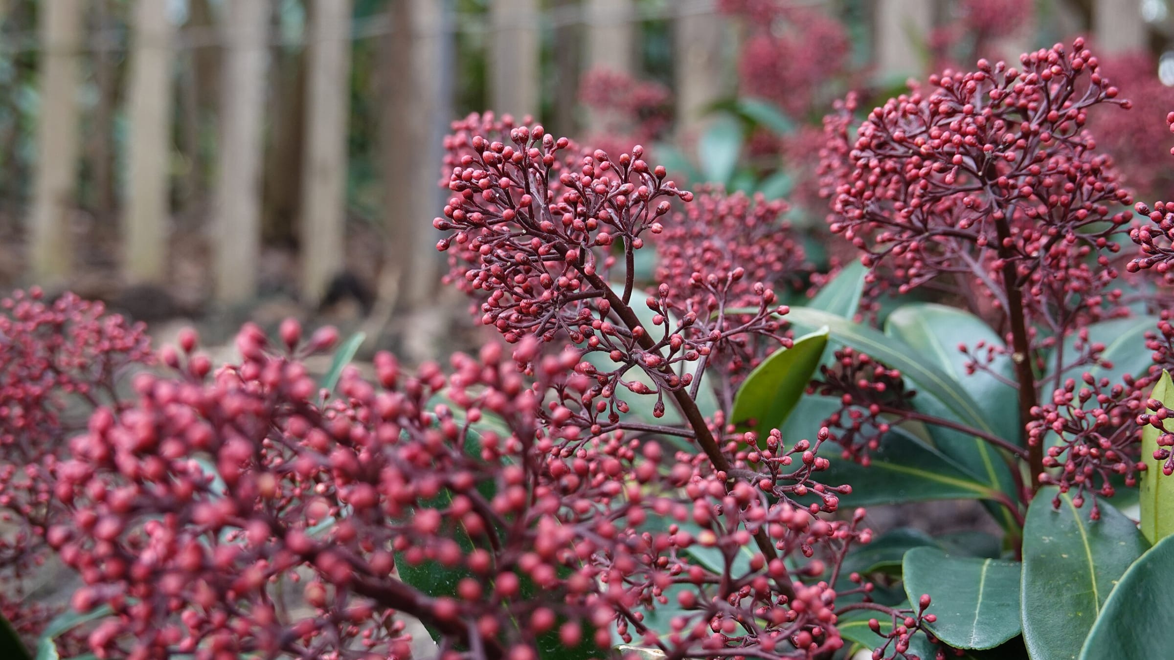 Skimia japonesa (Skimmia japonica)