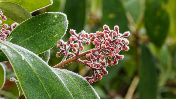 Cómo cuidar la skimia japonesa (Skimmia japonica)