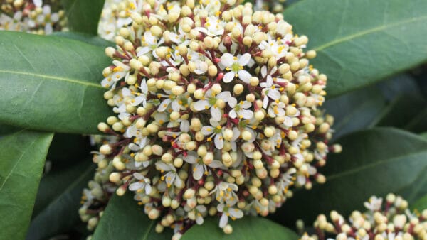 Cómo cuidar la skimia japonesa (Skimmia japonica)