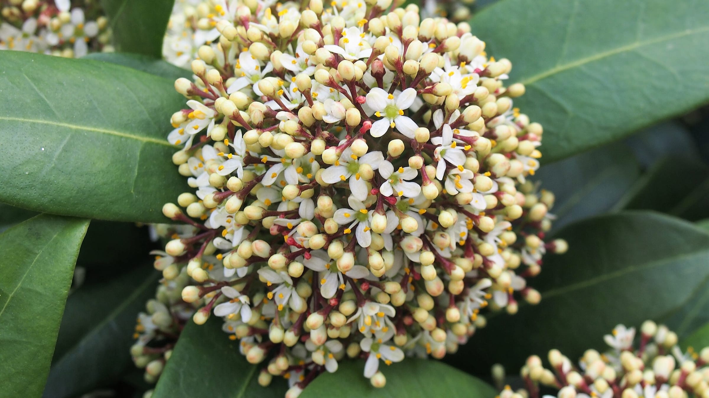 Skimia japonesa (Skimmia japonica)