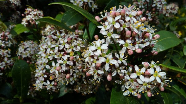 Cómo cuidar la skimia japonesa (Skimmia japonica)