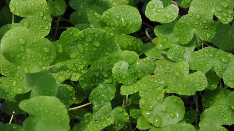 Cómo cuidar el sombrerito de agua (Hydrocotyle leucocephala)