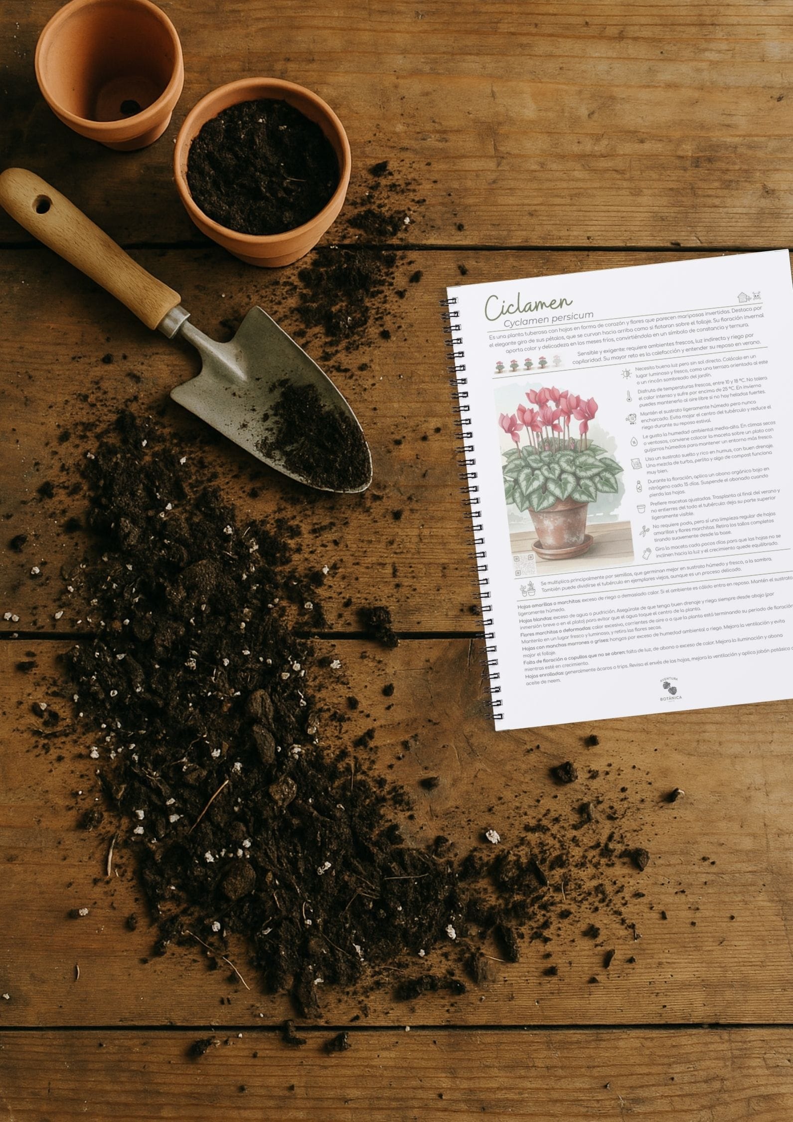 spathiphyllum wallisii (1)