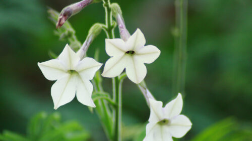 Cómo cuidar el tabaco ornamental (Nicotiana alata)