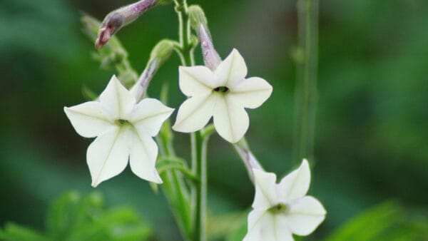 Cómo cuidar el tabaco ornamental (Nicotiana alata)
