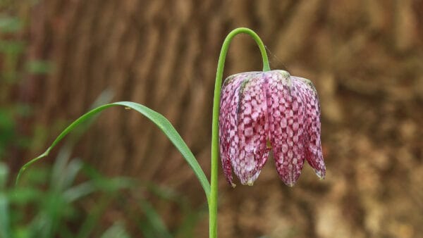 Cómo cuidar la flor damero (Fritillaria meleagris)