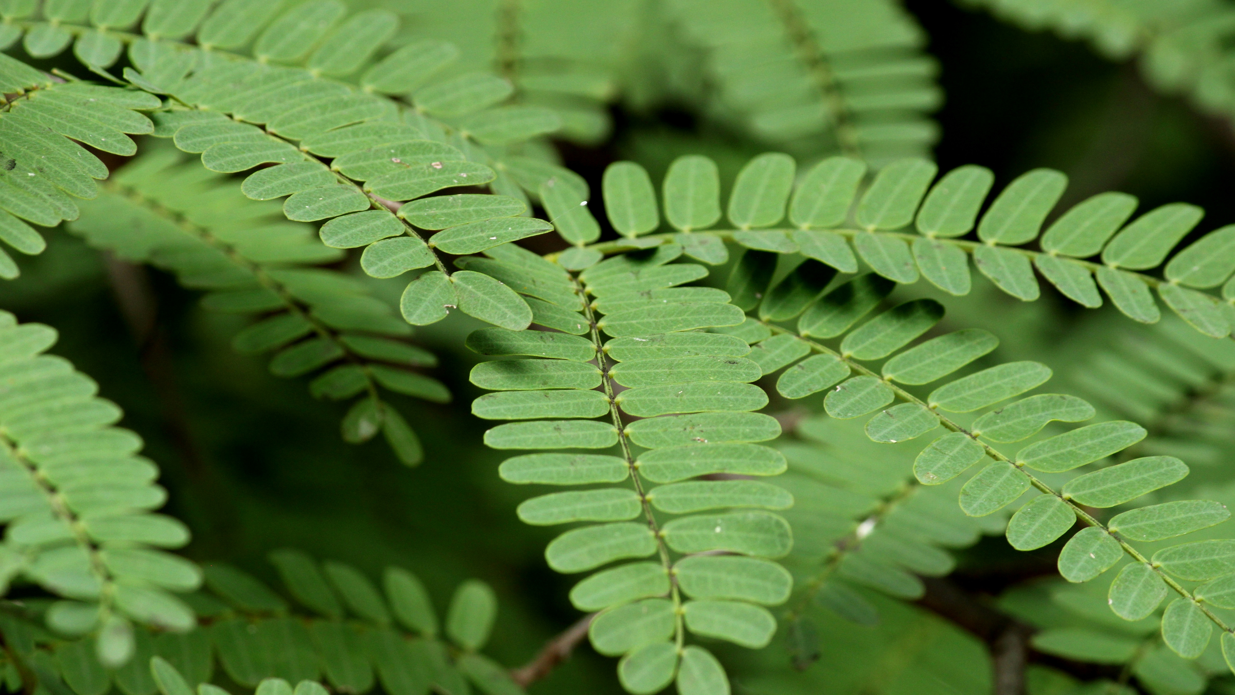 Tamarindo (Tamarindus indica)