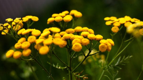 Cómo cuidar el tanaceto (Tanacetum vulgare)
