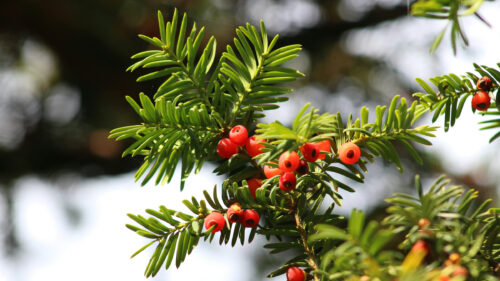 Cómo cuidar el tejo (Taxus baccata)