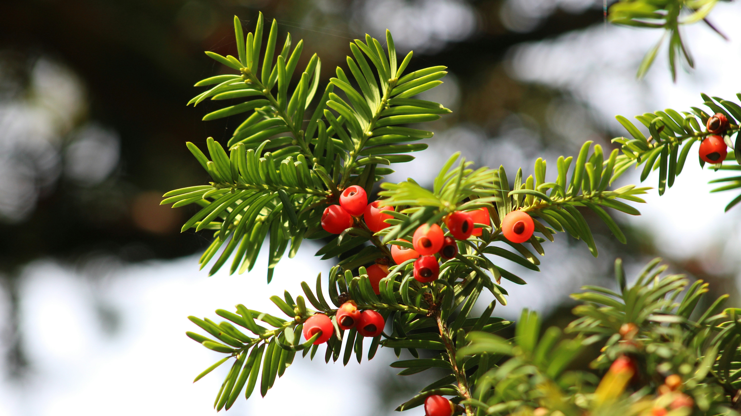 Tejo (Taxus baccata)