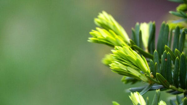 Cómo cuidar el tejo (Taxus baccata)
