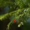 Cómo cuidar el tejo (Taxus baccata)