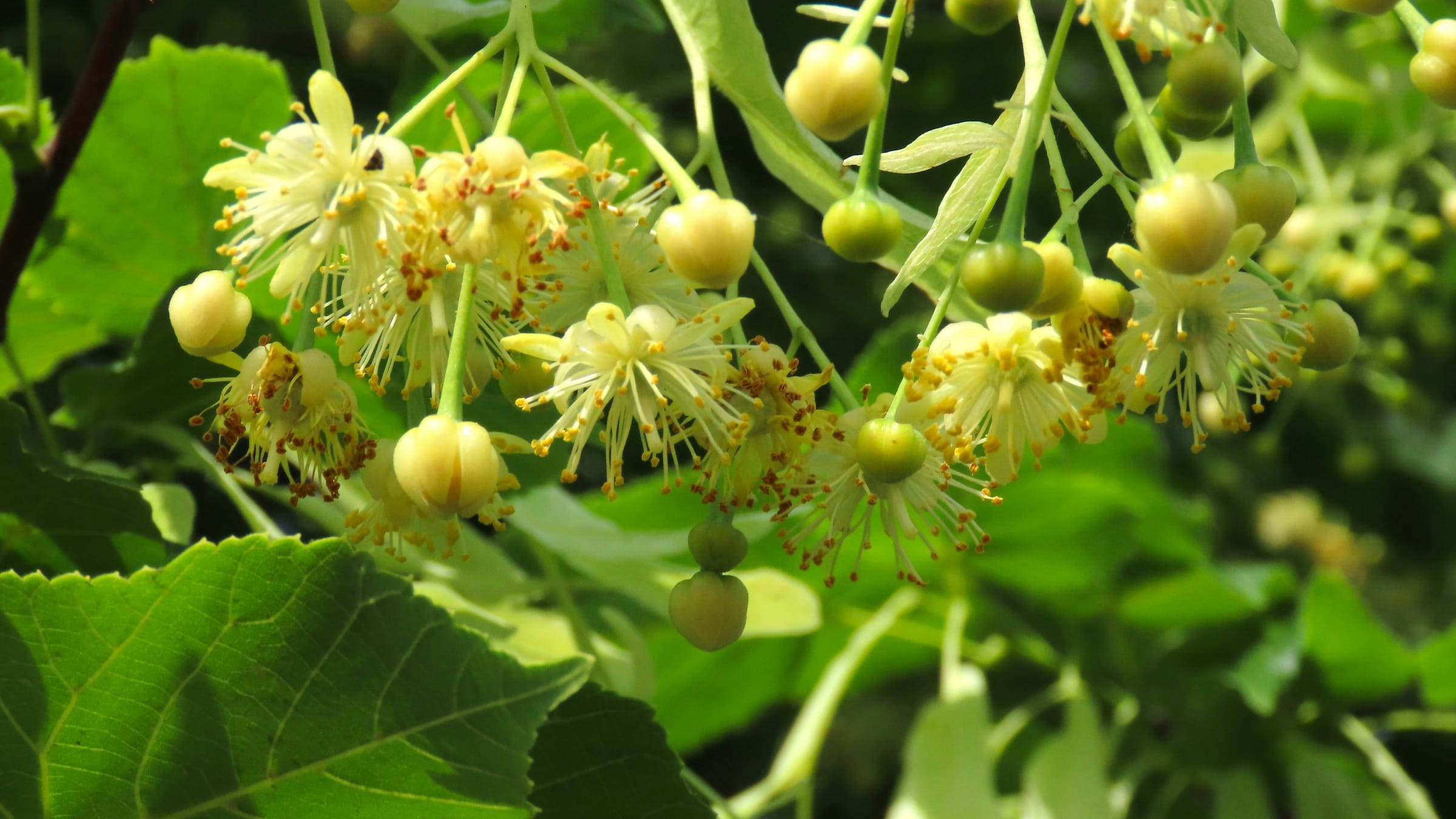 Tilo de hoja grande (Tilia platyphyllos)