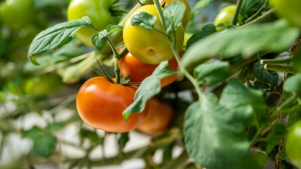 Cómo cuidar la tomatera (Solanum lycopersicum)