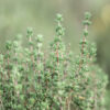 Cómo cuidar el tomillo (Thymus vulgaris)