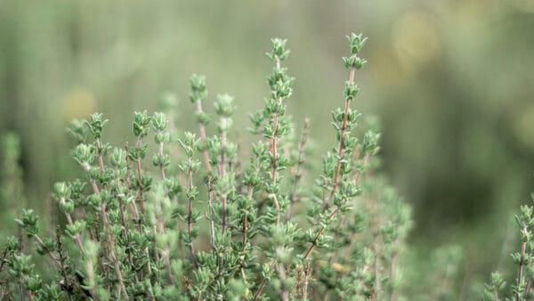 Cómo cuidar el tomillo (Thymus vulgaris)