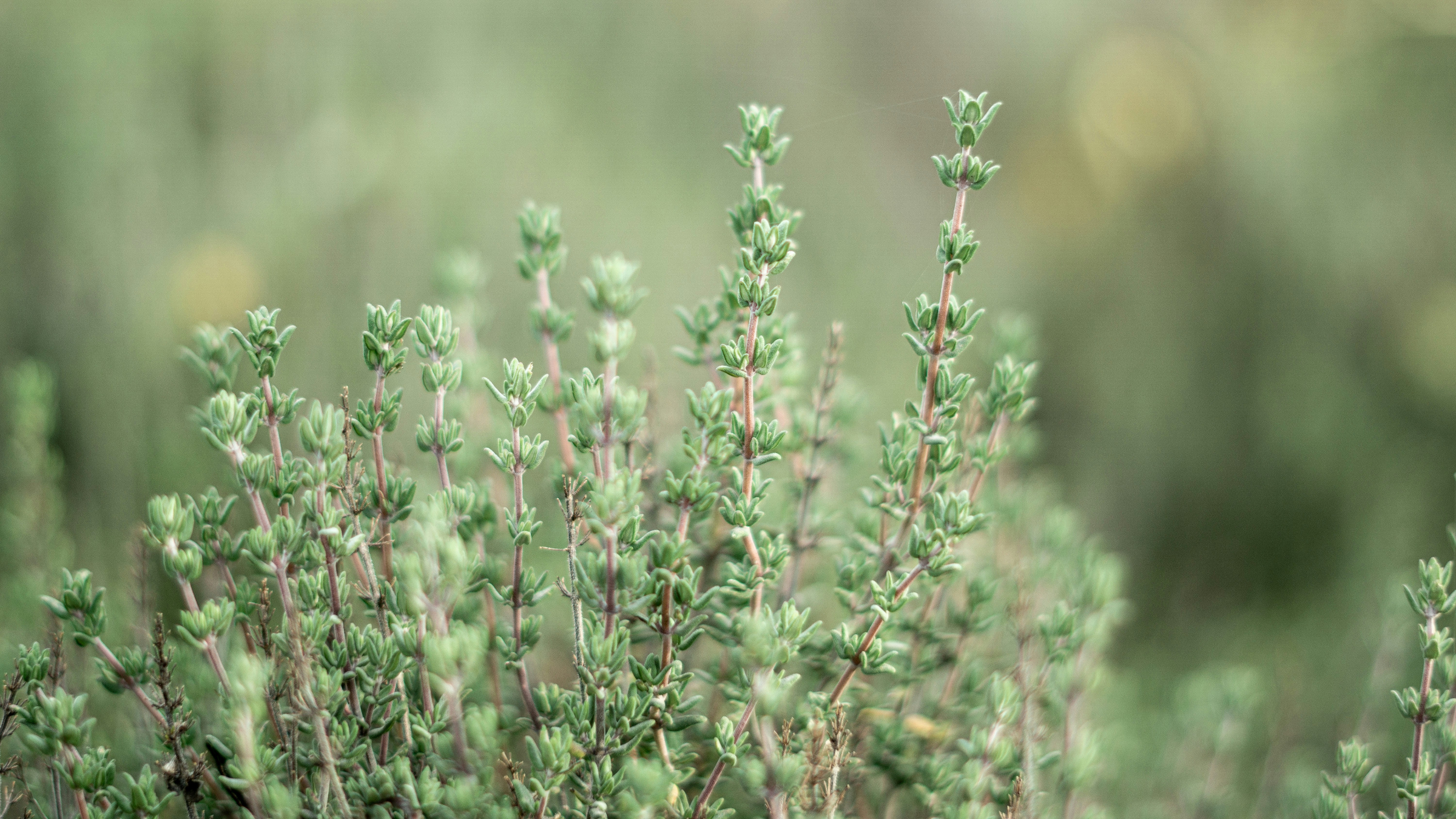 Tomillo (Thymus vulgaris)