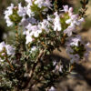 Cómo cuidar el tomillo (Thymus vulgaris)