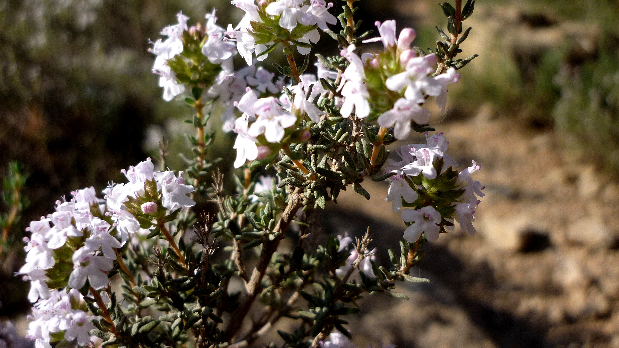 Tomillo (Thymus vulgaris)