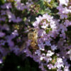 Cómo cuidar el tomillo (Thymus vulgaris)