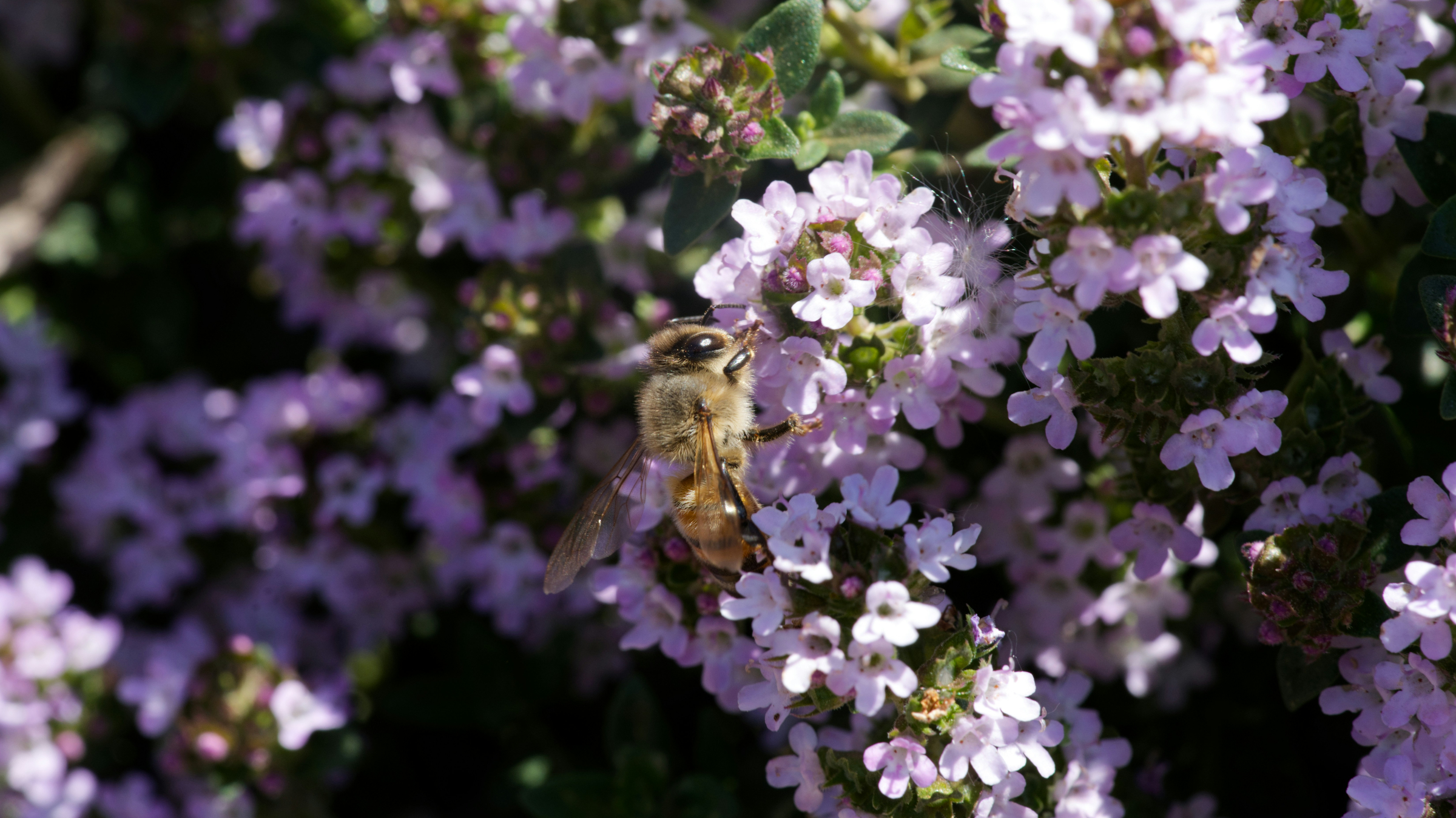 Tomillo (Thymus vulgaris)