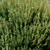 Cómo cuidar el tomillo (Thymus vulgaris)