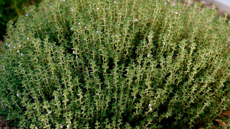 Cómo cuidar el tomillo (Thymus vulgaris)