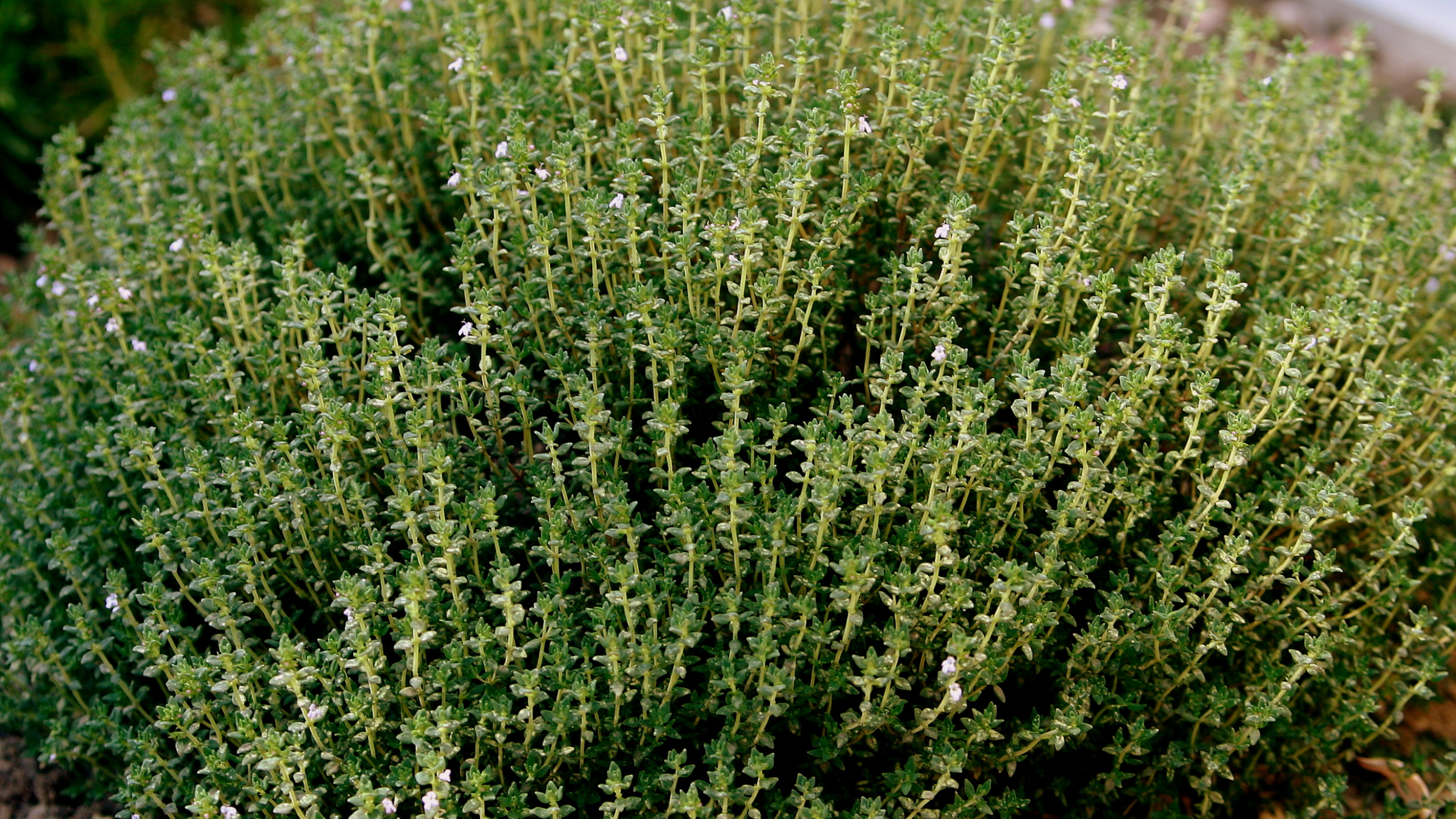 Tomillo (Thymus vulgaris)