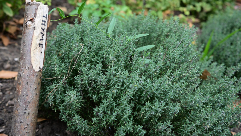 Cómo cuidar el tomillo (Thymus vulgaris)