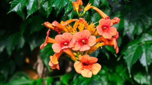 Cómo cuidar la trompeta trepadora (Campsis radicans)