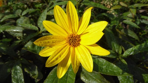 Cómo cuidar el tupinambo (Helianthus tuberosus)