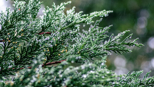 Cómo cuidar el árbol de la vida (Thuja occidentalis)