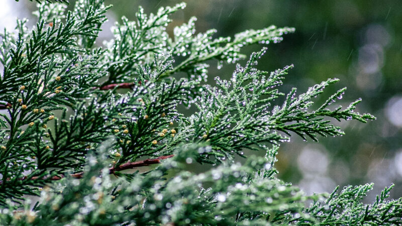 Cómo cuidar el árbol de la vida (Thuja occidentalis)