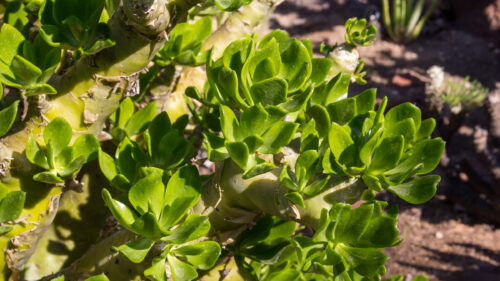 Cómo cuidar el tylecodon (Tylecodon paniculatus)