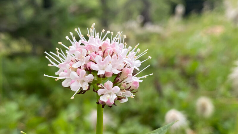 Cómo cuidar la valeriana (Valeriana officinalis)