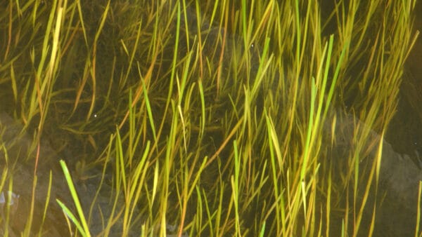 Cómo cuidar la vallisneria (Vallisneria spiralis)