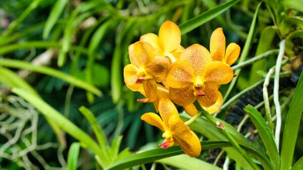 Cómo cuidar la vanda (Vanda spp.)